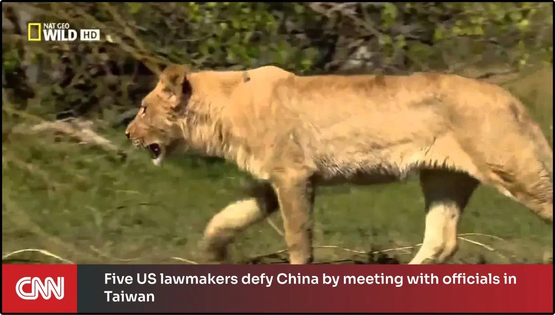 Step 6: Digital signage software interface showing Live DTH app and CNN news app content in digital screen Step 6: Digital signage software interface showing Live DTH app and CNN news app content in digital screen